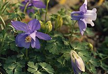 Aquilegia saximontana.jpg