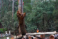 A crew of arborists felling a tree in sections at Kallista, Victoria