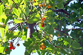 Hábito da planta com frutos maduros.