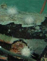 February 15: The sea urchin Asterechinus elegans.