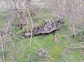 Dolmen de la Mouïse