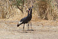 Deux grues couronnées au parc national de Waza, Cameroun