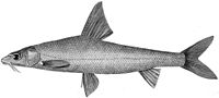 Miniatura per Luciobarbus brachycephalus