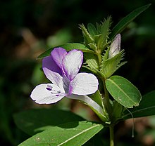 Barleria cristata in Narshapur forest, AP W IMG 0861.jpg