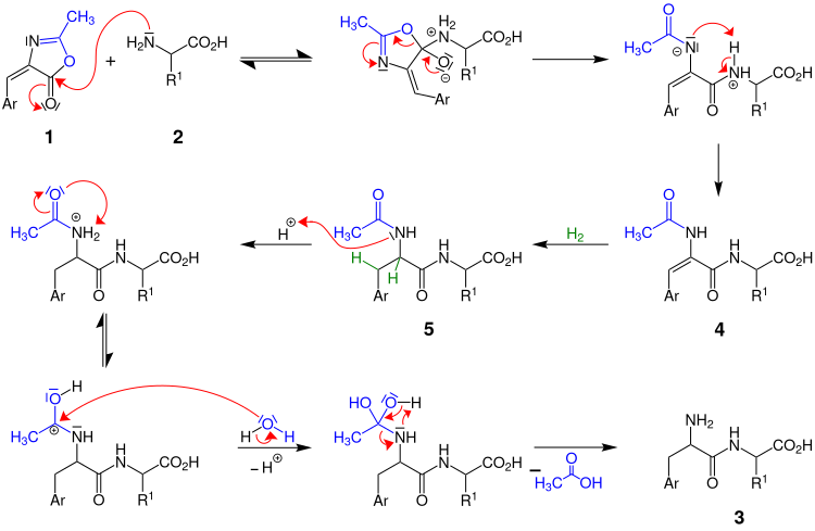 Bergmann-Azlacton-Synthese – Reaktionsmechanismus