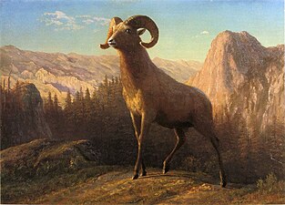 A Rocky Mountain Sheep, Ovis, Montana, 1879