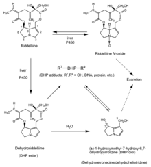 Gambar 3. Metabolisme hati dehydroPAs, menggunakan makrosiklik diester riddelliine sebagai contoh.