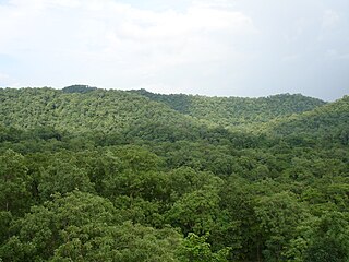 மைகால் மலைகளின் தாவரங்கள்