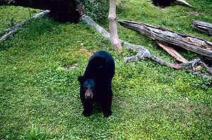 Louisiana Black Bear