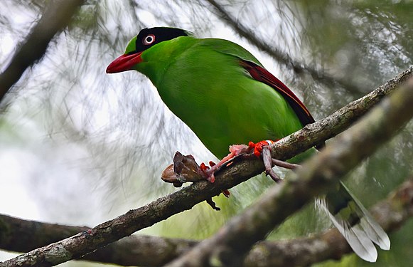 Photo taken near Liwagu Restaurant, Kinabalu Park. Photograph: ReubenST