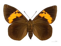 ♀ - MHNT