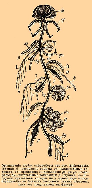Организация стебля сифонофоры из отр. Siphonantha (схема): sb — воздушная камера; sg — плавательный колокол; s — крышечки, t — арканчики; go1, go2, go3 — гонофоры, hy — питательные полипы, р — щупики. A—H — группы придатков, которые ни у одного вида отряда Siphonautha не бывают соединены таким образом, как это представлено на фигуре.