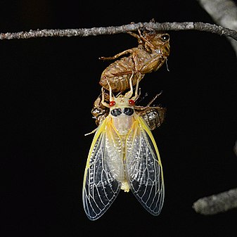 Newly molted Brood X periodical cicada
