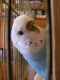 Budgie.JPG