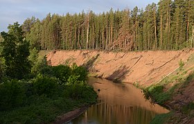 Река Боровка в Бузулукском бору