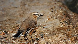 Mimus patagonicus