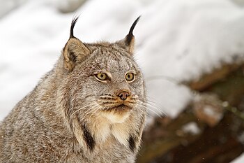 English: Canada lynx by Michael Zahra.