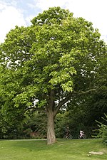 Vignette pour Catalpa