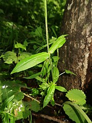 茎に短毛と腺毛が生える。葉は対生し、葉身は披針形から卵状披針形で、基部に葉柄はない。表面に伏毛が生える。