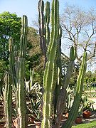 Cereus jamacaru (Cactaceae): Orchila