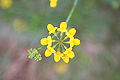 Coronilla minima 2. 
 JPG