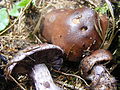 Cortinarius traganus