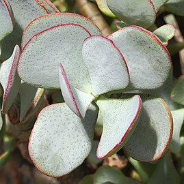 Crassula arborescens