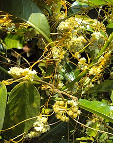 Cuscuta chinensis 04.JPG