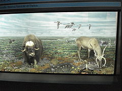 Faune de la rivière Thelon (Canada), au Museo di storia naturale de Milan.