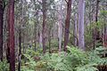 Eukalyptusregenwald im Deua-Nationalpark