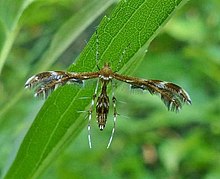 Dejongia lobidactylus