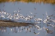 Păsări în delta râului Axios