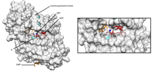 Гуанозинкиназа E. coli.png