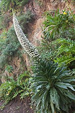 Miniatura para Echium simplex