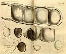 Gousse et graines (illustration de l’Hortus Indicus Malabaricus d'Hendrik van Rheede, 1678).