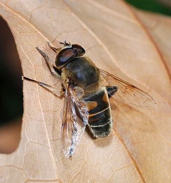 Male drone-fly (Eristalis tenax)