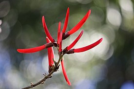 Erythrina atitlanensis