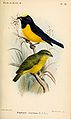 Euphonia concinna