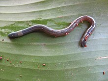 Octochaetidae is a family of annelids belonging to the order Haplotaxida.