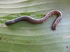 Eutrigaster azul (Crassiclitellata)