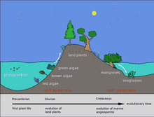 Evolution of mangroves and seagrasses Evolution of seagrasses Pengo 8.png