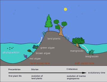 Evolution of mangroves and seagrasses Evolution of seagrasses Pengo 8.png