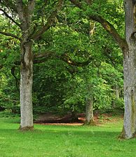Forentorpa ängar karaktäriseras av välbetade lövhagar med många grova ekar och askar.