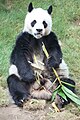 Großer Panda