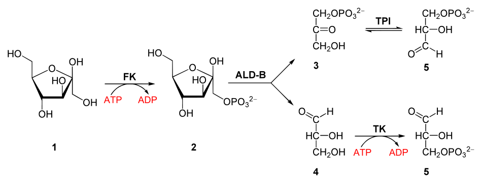 Dégradation du fructose par la glycolyse. 1 : fructose. FK : fructokinase. 2 : fructose-1-phosphate. ALD-B : aldolase B. 3 : dihydroxyacétone phosphate. TPI : triose-phosphate isomérase. 4 : glycéraldéhyde. TK : triokinase (en). 5 : glycéraldéhyde-3-phosphate.