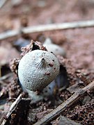 Geastrum pectinatum