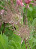 Miniatura para Geum triflorum