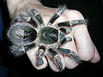 Miniatura para Grammostola pulchripes