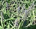 Grape hyacinth muscari armeniacum - saffier
