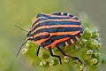 Graphosoma italicum